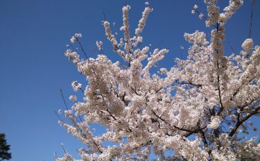 【ブログ】　桜🌸