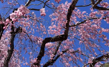【ブログ】お花見してきました🌸