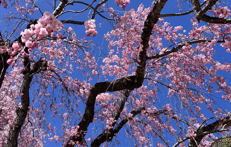 【ブログ】お花見してきました🌸